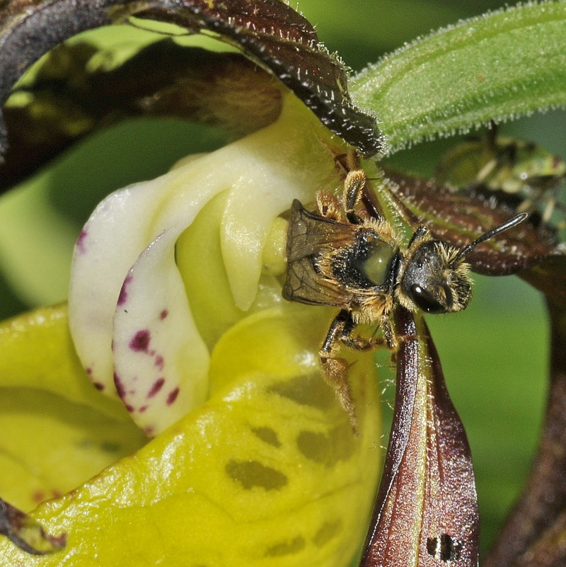 Cypripedium chalceolus6w.jpg