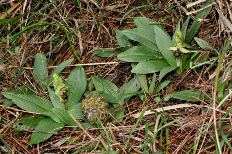Andora - Fraz. Rollo 04-12-2011.jpg