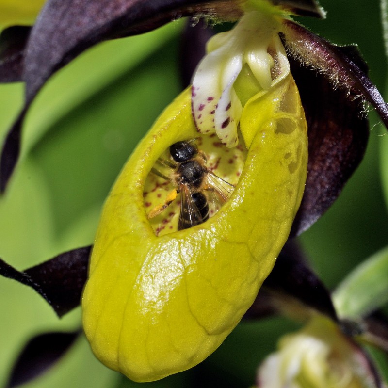 Cypripedium chalceolus4w.jpg