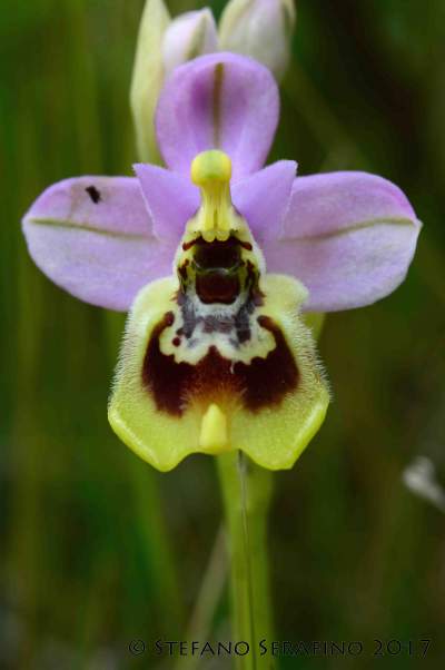 Ophrys tardans (36)__1520291454_93.40.196.210.jpg