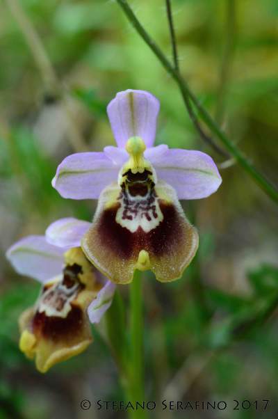Ophrys tardans (62)__1520291425_93.40.196.210.jpg
