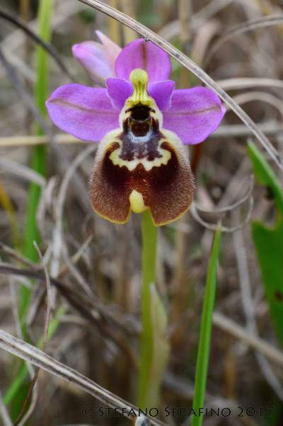 Ophrys tardans (160)__1520291397_93.40.196.210.jpg
