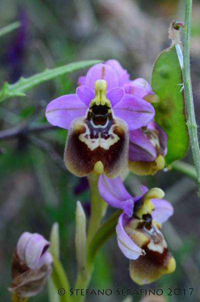 Ophrys tardans (90)__1520291487_93.40.196.210.jpg