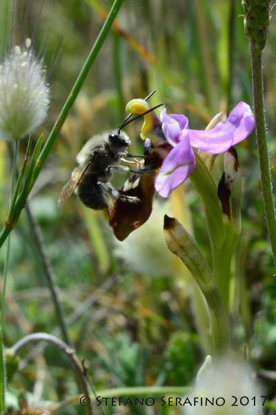 Ophrys tardans imp. Eucera aff. longicornis - __1520291694_93.40.196.210.jpg