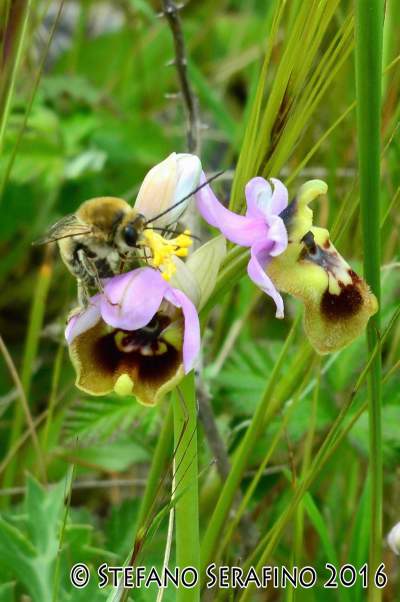 Ophrys tardans imp. Eucera aff. taurica -__1520291829_93.40.196.210.jpg