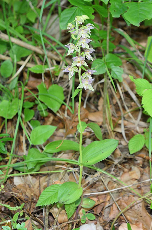 Epipactis    (flora 202 2018)DSCN2052.jpg