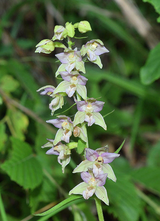 Epipactis    (flora 202 2018)DSCN2060.jpg