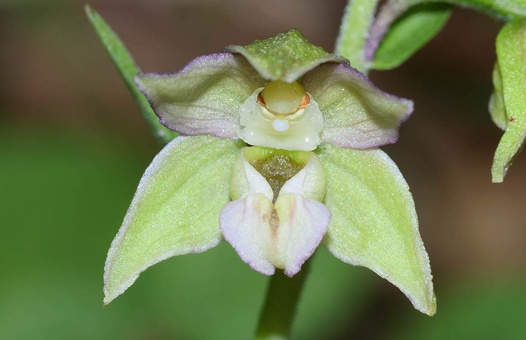 Epipactis    (flora 202 2018)DSCN2042.jpg