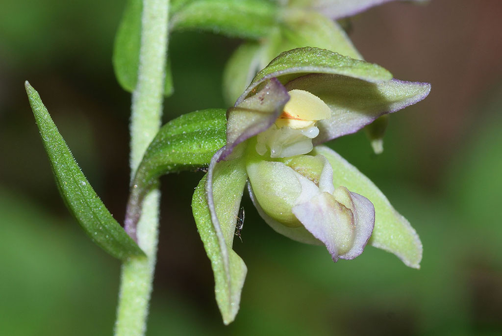 Epipactis      (flora 202 2018)DSCN2045.jpg