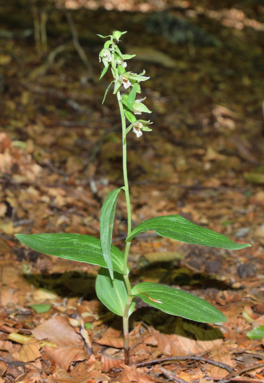 Epipactis  (flora 204 2018)DSCN2987.jpg