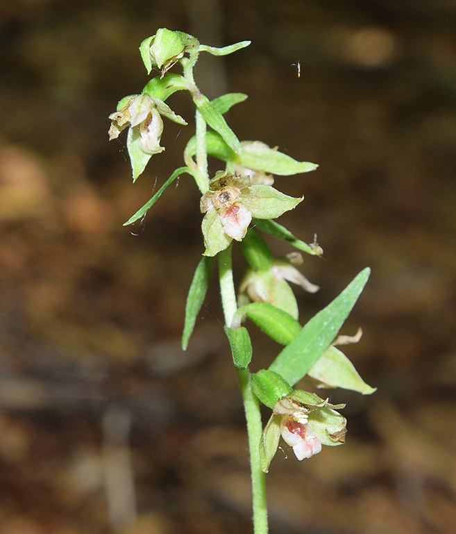 Epipactis (flora 204 2018)DSCN3084.jpg