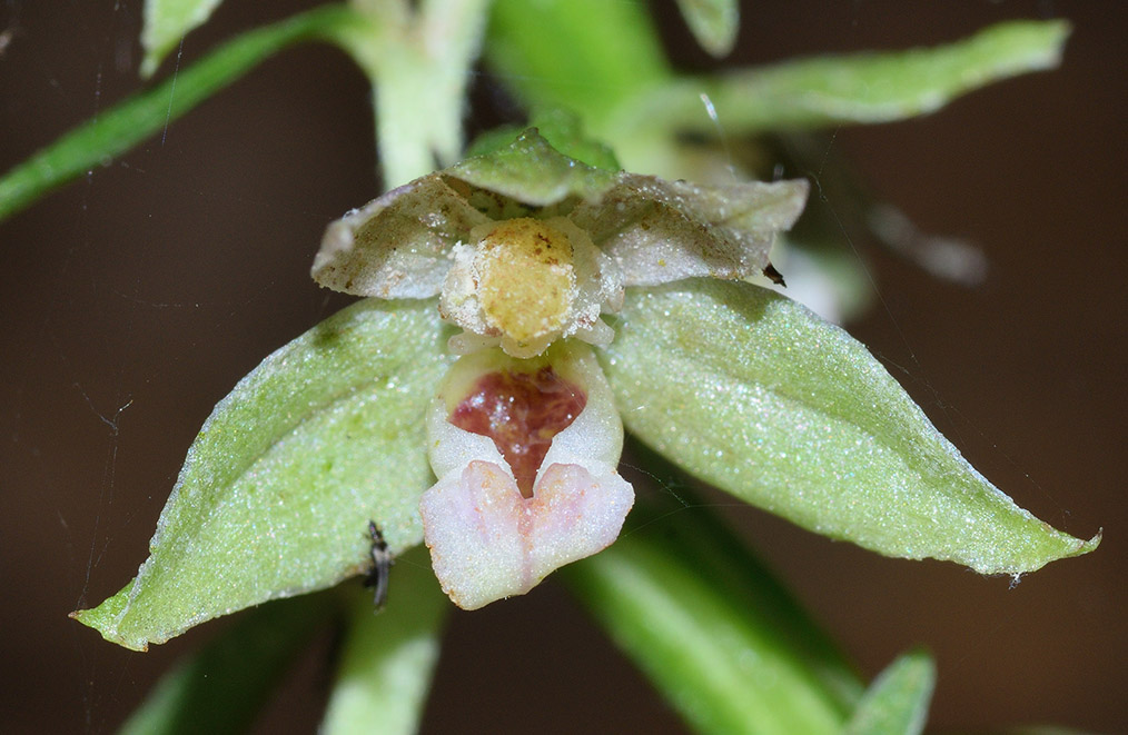 Epipactis  (flora 204 2018)DSCN2995.jpg