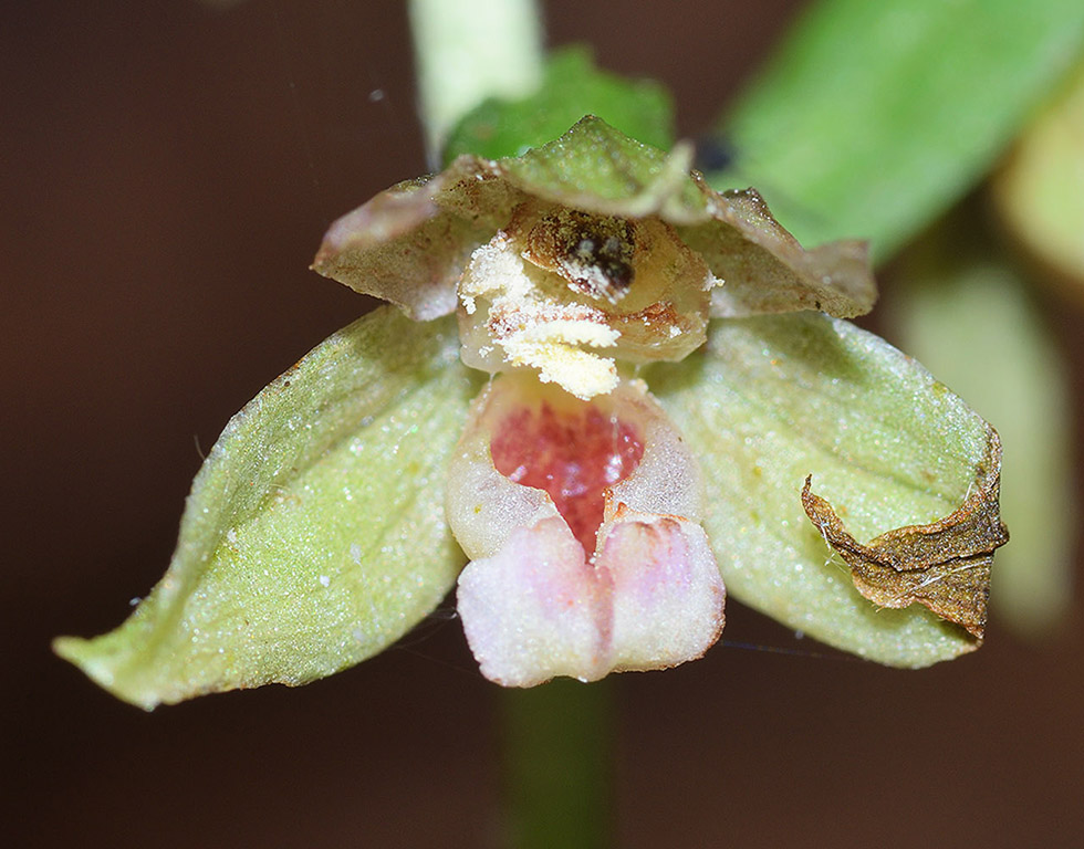 Epipactis   (flora 204 2018)DSCN3089.jpg