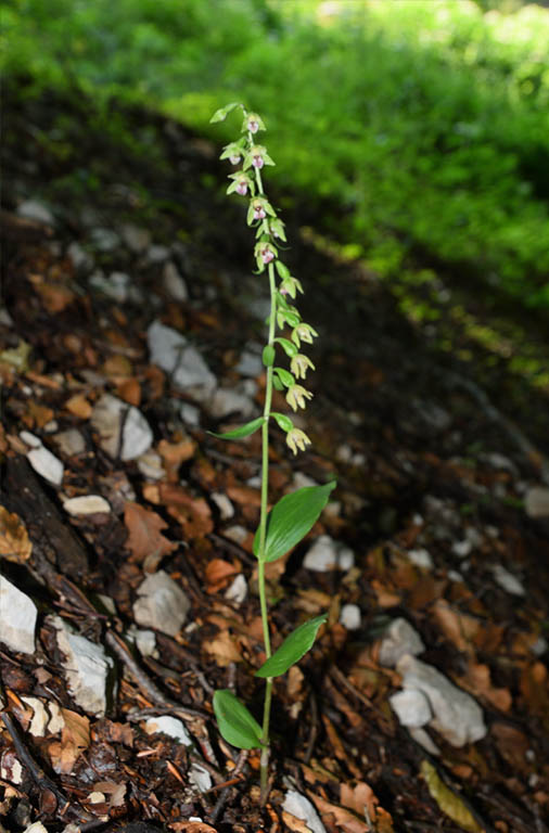 Epipactis    (flora 202 2018)DSCN3244.jpg