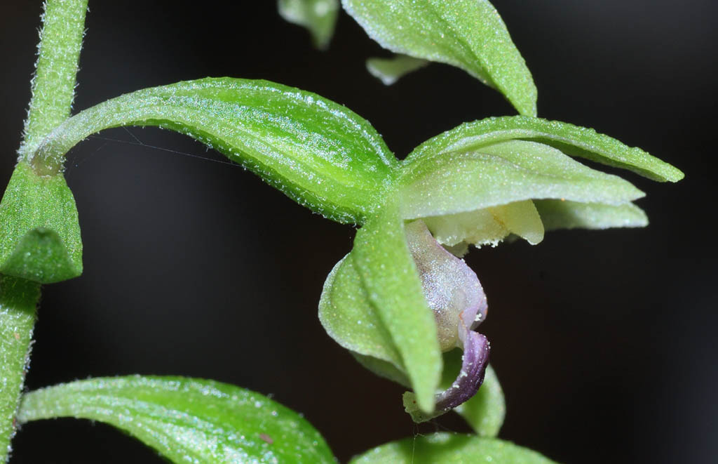 Epipactis    (flora 202 2018)DSCN3256.jpg