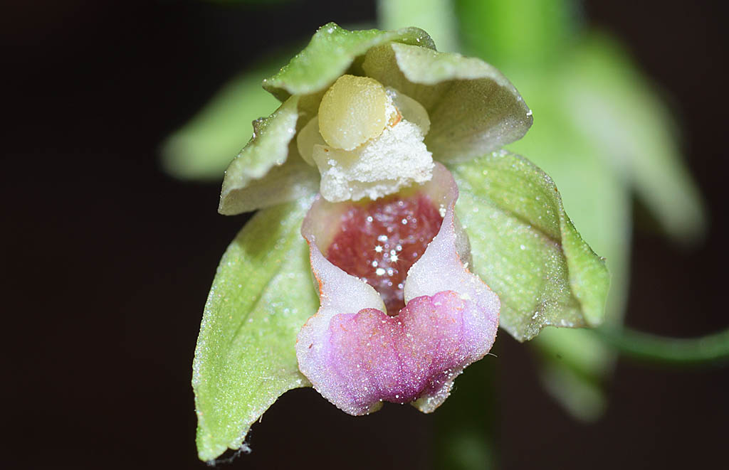 Epipactis    (flora 202 2018)DSCN3266.jpg