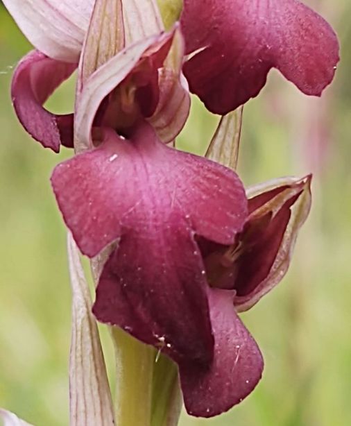 Serapiacamptis fiore.jpg