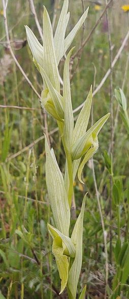 Serapias vomeracea var. chlorantha pianta.jpg