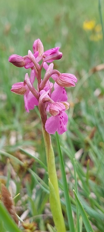 Anacamptis morio -ipocromia-.jpg