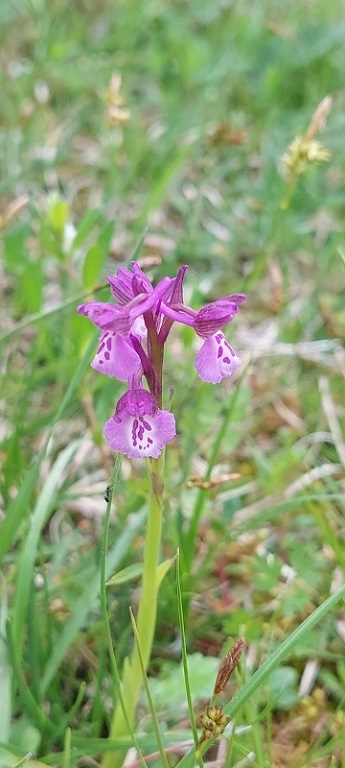 Anacamptis morio -ipocromia- 2.jpg