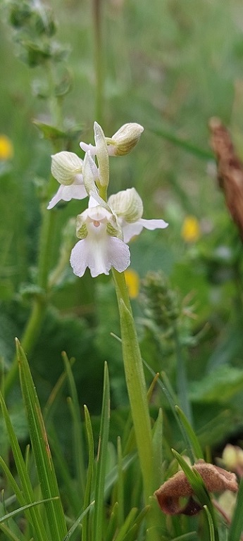 Anacamptis morio -apocromia-.jpg