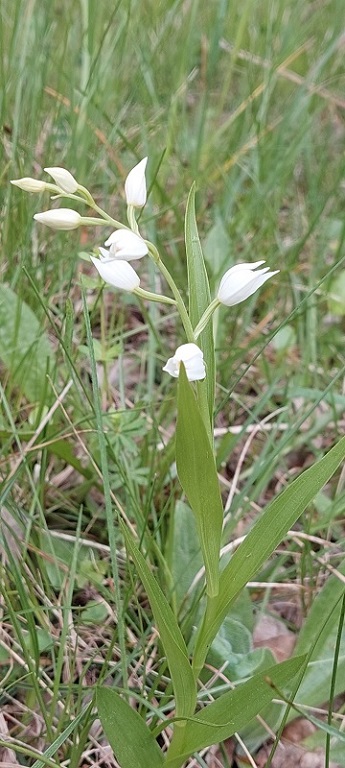 Cephalanthera longifolia.jpg