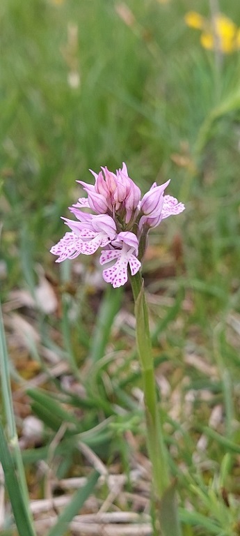 Neotinea tridentata.jpg
