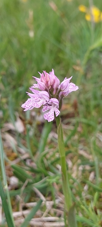 Neotinea tridentata.jpg