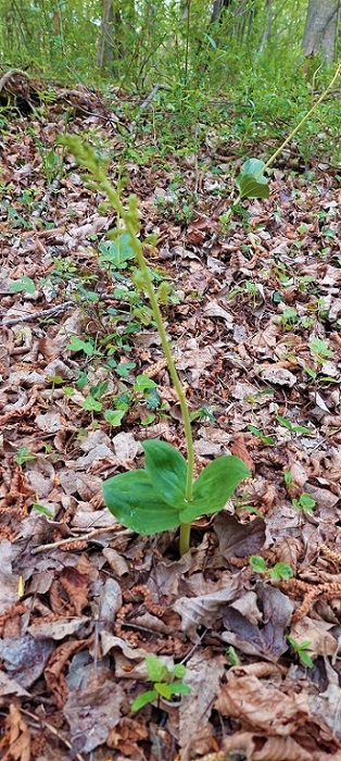 Neottia ovata -lusus trifolia-.jpg