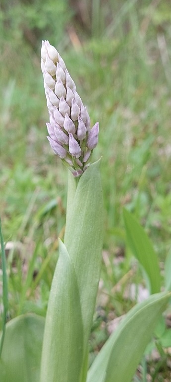 Orchis militaris 1.jpg