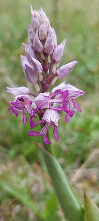 Orchis militaris 3.jpg