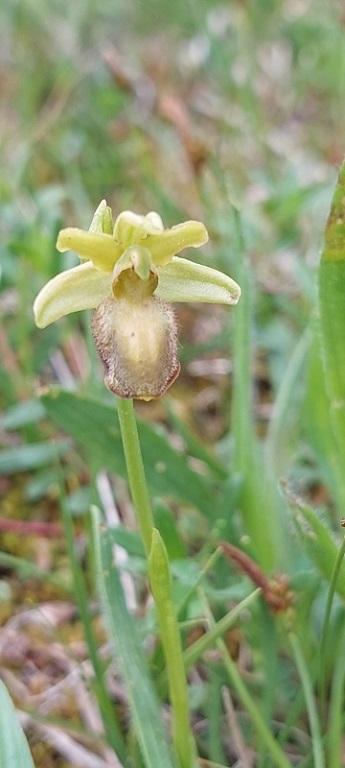 Ophrys sphegodes -ipocromia-.jpg