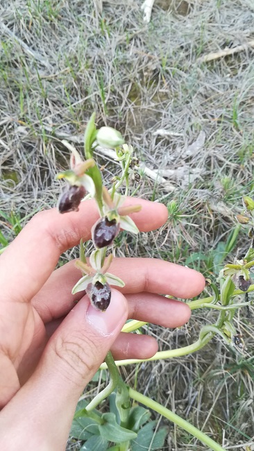 Ophrys 3.jpg