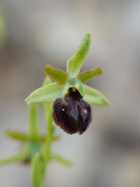 Ophrys-1.jpg