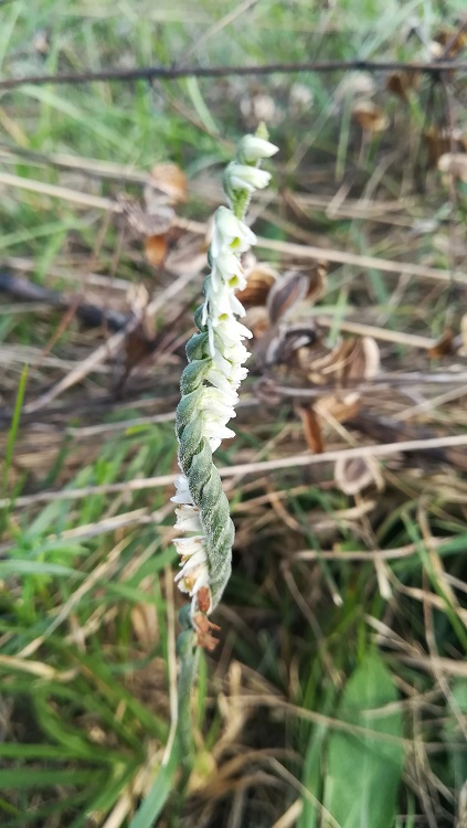 Spiranthes spiralis 1.jpg