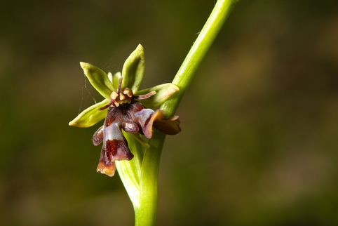 ophrys_insectifera_lusus_20230423_003.jpg