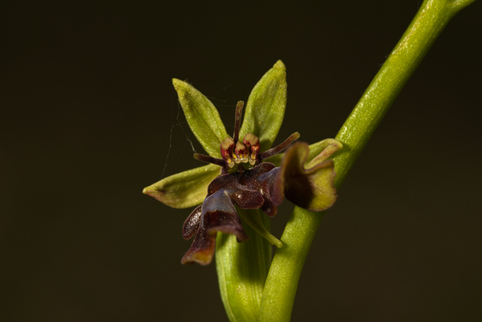 ophrys_insectifera_lusus_20230423_008.jpg