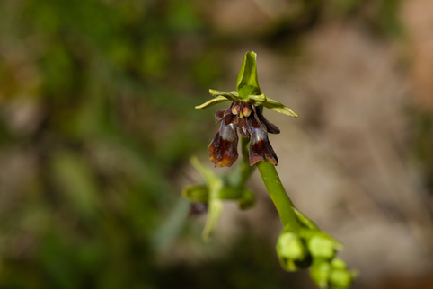 ophrys_insectifera_lusus_20230423_020.jpg