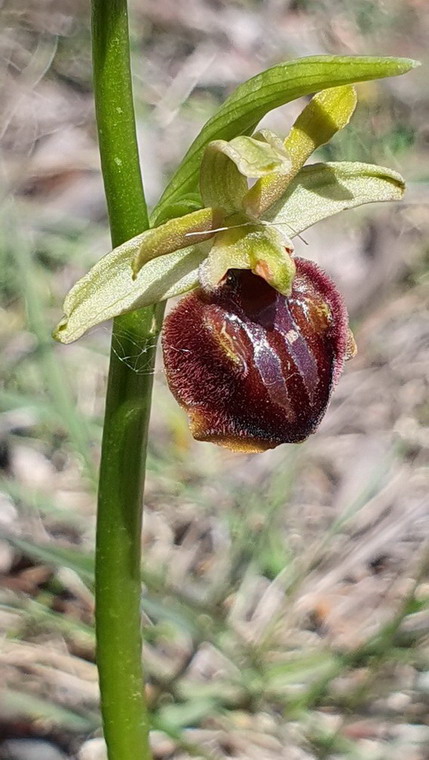 Ophrys sp 1.jpg