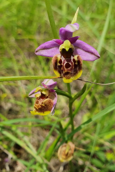 Ophrys3a.jpg