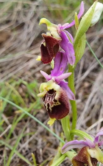 Ophrys2a.jpg