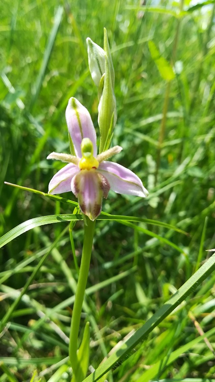 O. apifera var tilaventina.jpg