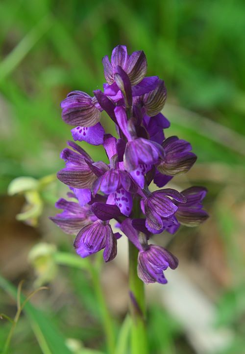 Canip 250325 4.JPG