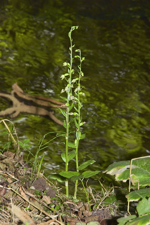 E nordeniorum subsp maricae 6.jpg