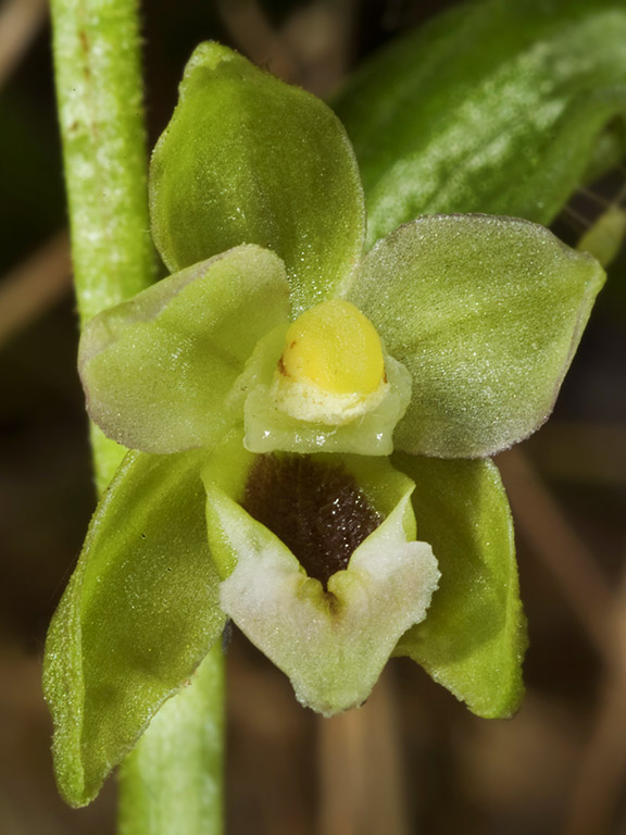 E nordeniorum subsp maricae 5.jpg