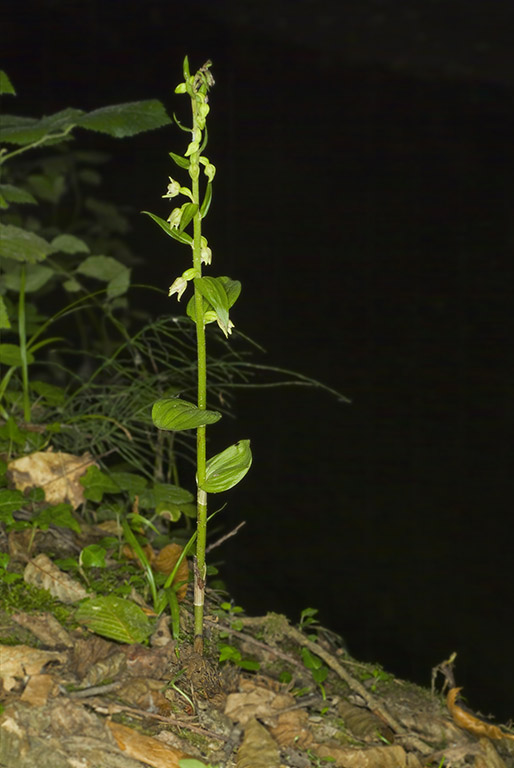 E nordeniorum subsp maricae 2.jpg