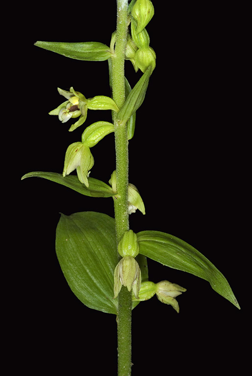 E nordeniorum subsp maricae 3.jpg