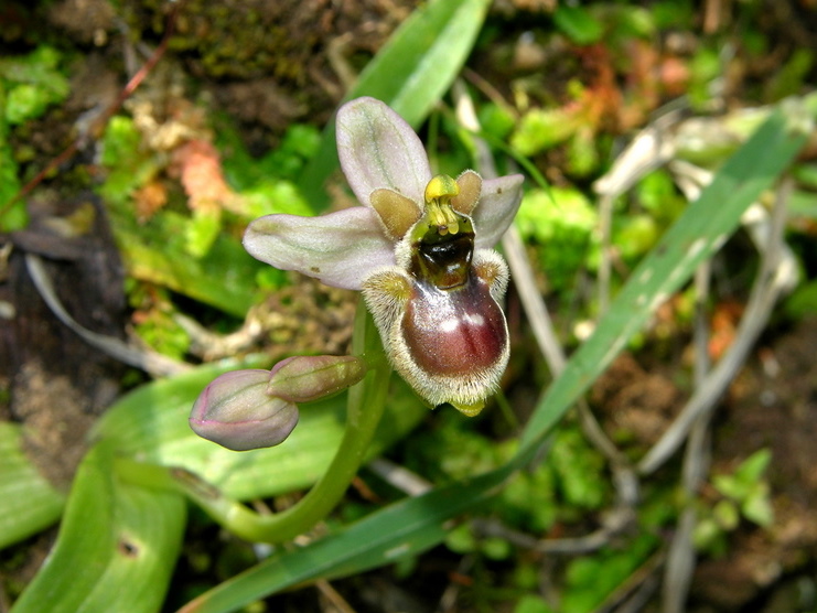 Ophrys xsommieri (2).jpg