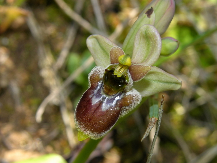 Ophrys xsommieri-2 (2).jpg