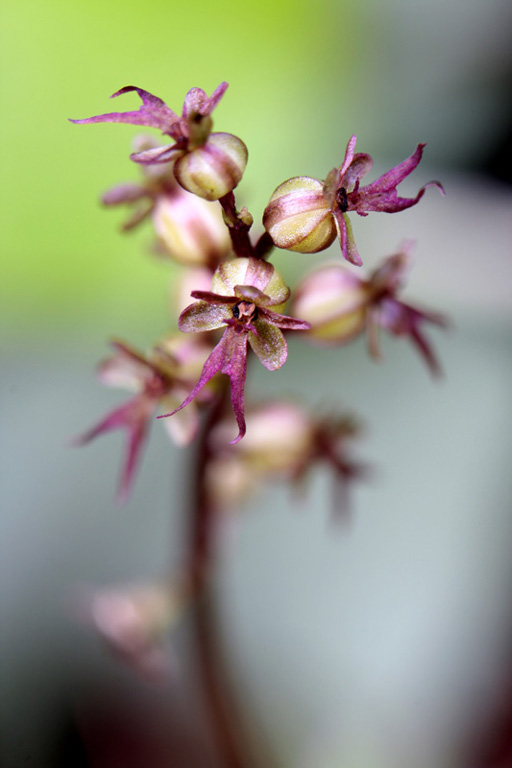 Listera cordata - rossa per forum.jpg